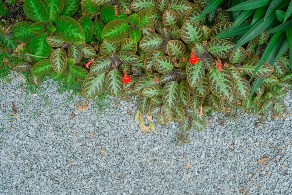 Gravel Ideas for Backyard: Ditch the Mulch, Build a Low-Maintenance Oasis
