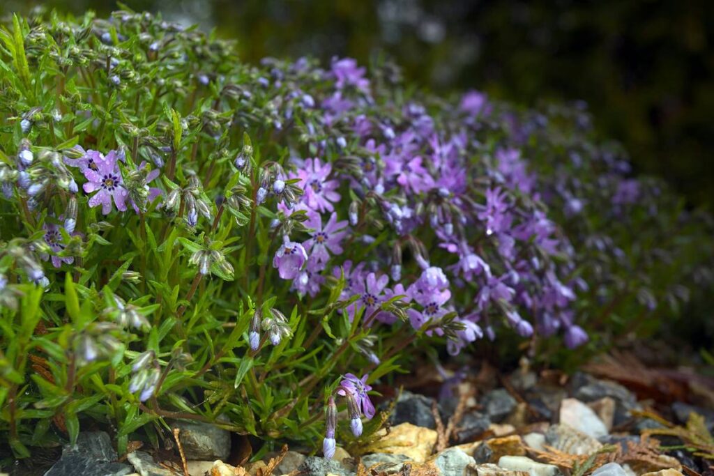 Gravel Ideas for Small Gardens That Actually Work