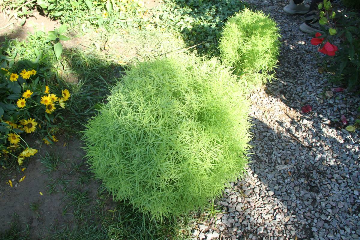 what can gravel be used for: garden pathways, drainage beds, and decorative borders made with pea gravel and crushed stone