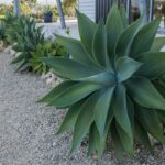 How to Grow a Gravel Garden: 7 Proven Tips to Avoid Costly Mistakes