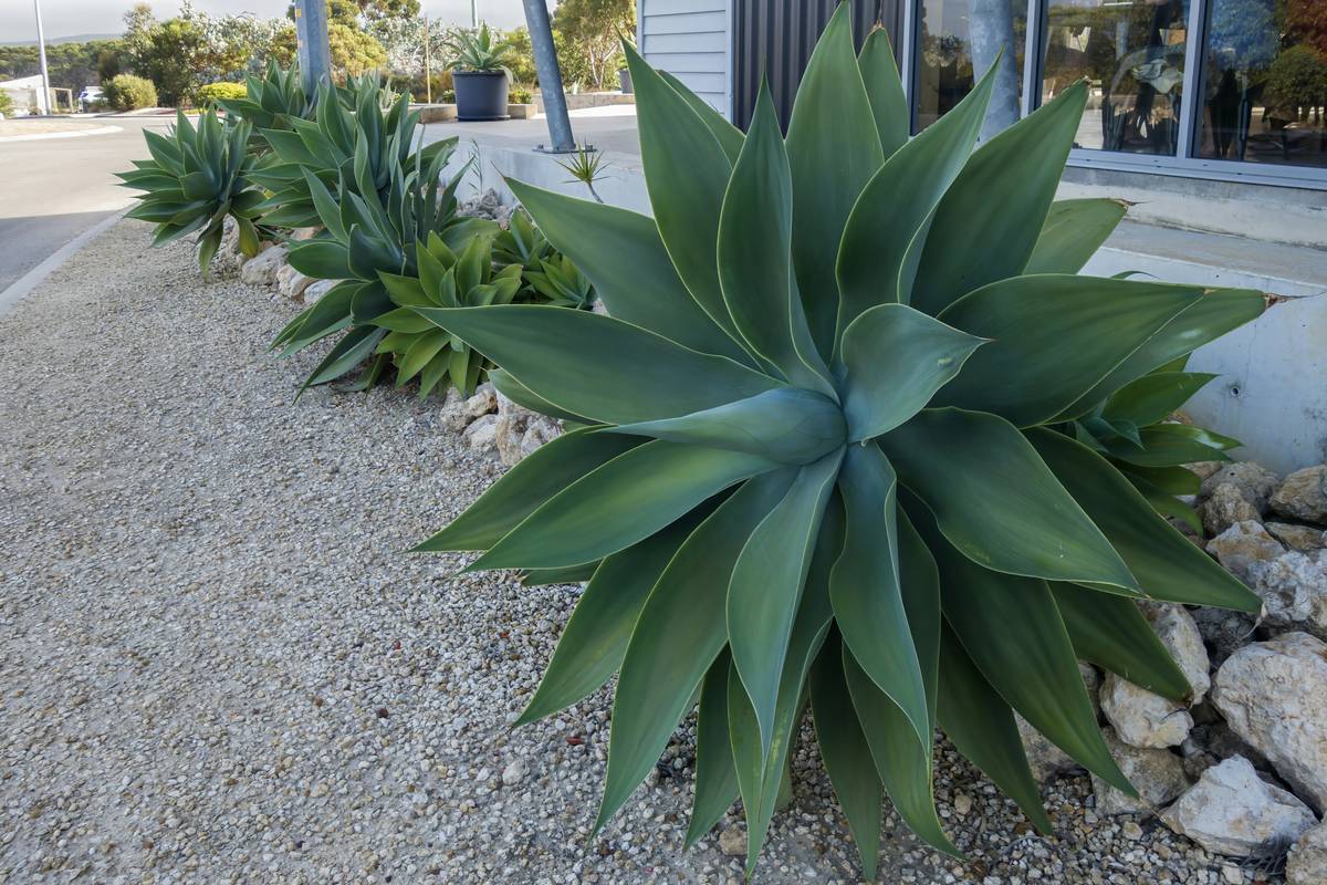 How to Grow a Gravel Garden: 7 Proven Tips to Avoid Costly Mistakes
