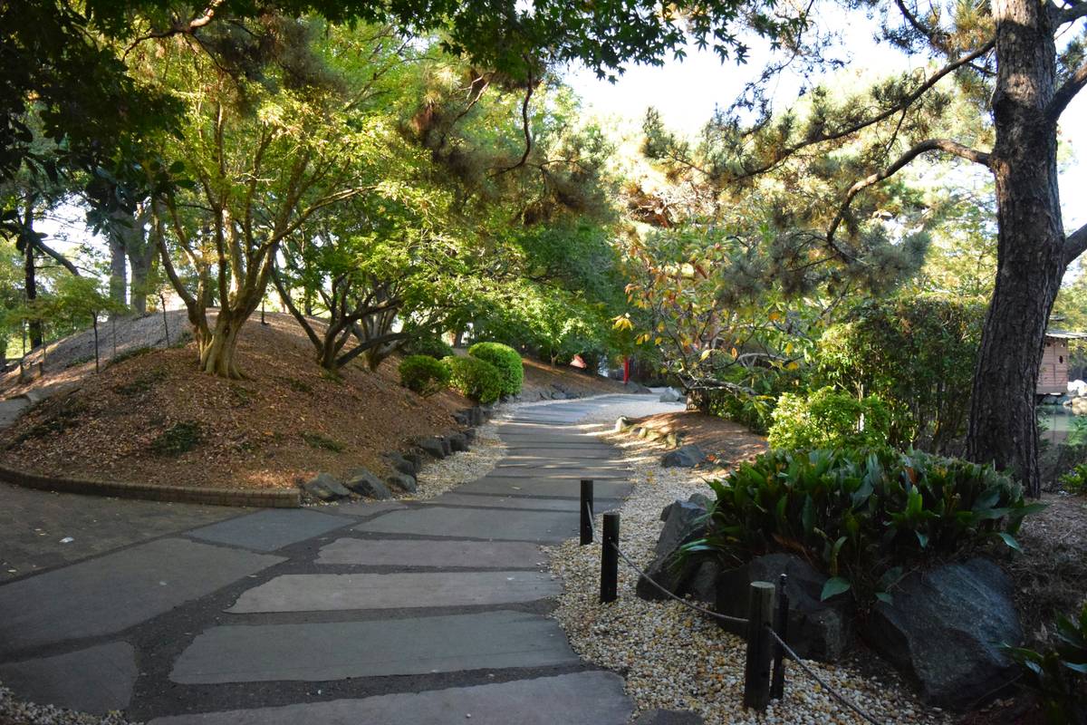 how to grow a gravel garden featuring drought-tolerant plants nestled in decorative gravel with proper drainage
